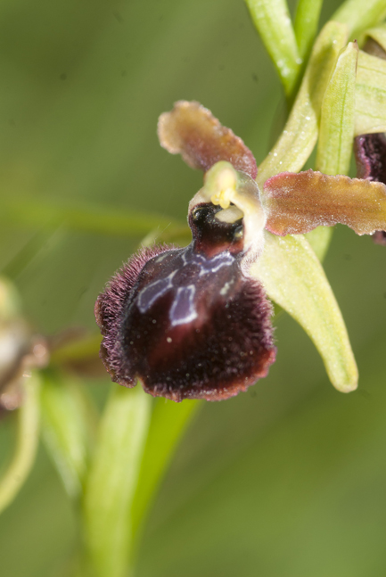 ophrys pseudoatrata in Lucania